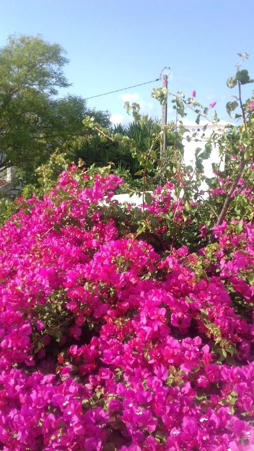 Bed and Breakfast Pensao Algarve à São Brás de Alportel Extérieur photo
